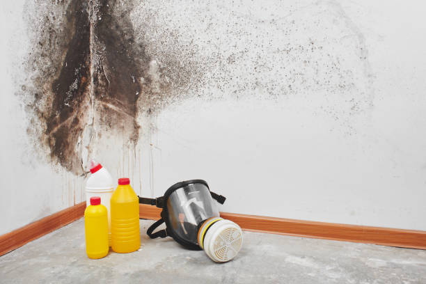Best Mold Testing and Inspection Services in Seyur, MO