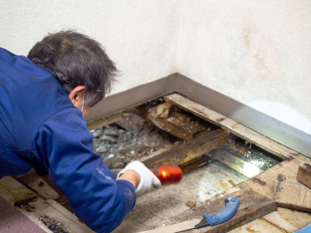 Best Mold Remediation for Specific Building Types in Seyur, MO
