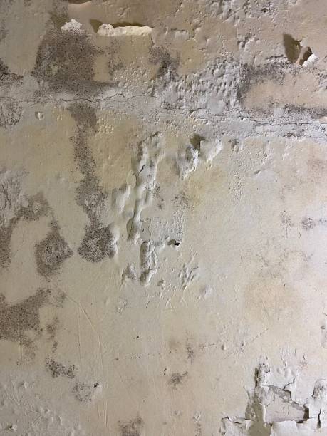 Best Post-Flood Mold Remediation in Seyur, MO
